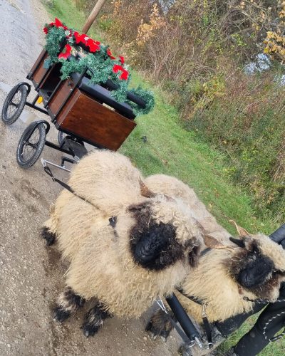 Bollerwagen und Kutschtour mit Schafen