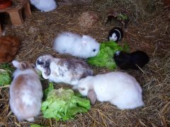 Kaninchenstall