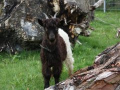 Kruemelhof_Full-HD_12