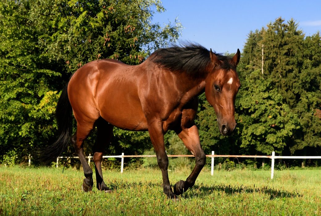 pferde-stall_02